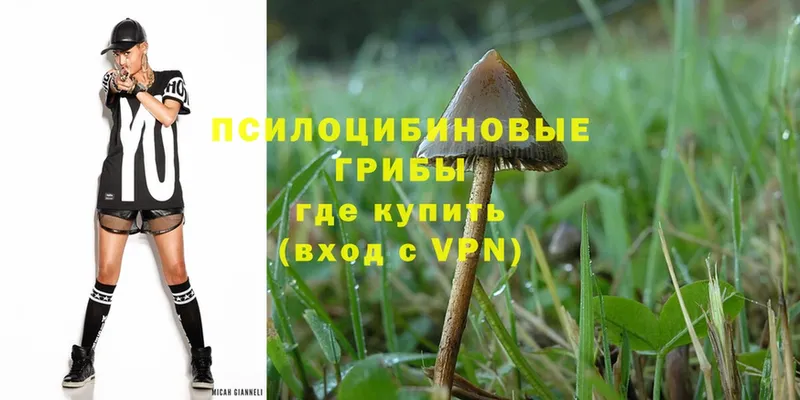 MEGA маркетплейс  Качканар  Псилоцибиновые грибы Psilocybe 